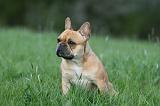 BOULEDOGUE FRANCAIS 1009